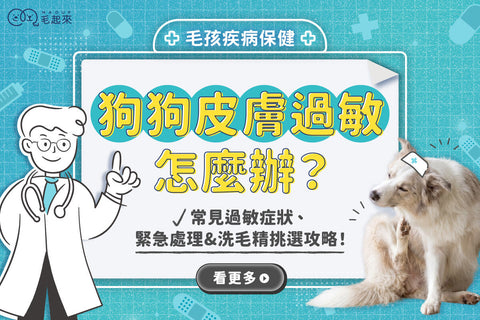 狗狗皮膚過敏怎麼辦？常見過敏症狀、緊急處理&洗毛精挑選攻略！
