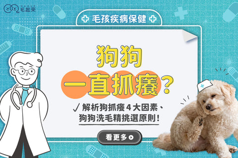 狗狗一直抓癢？解析狗抓癢4大因素、狗狗洗毛精挑選原則！