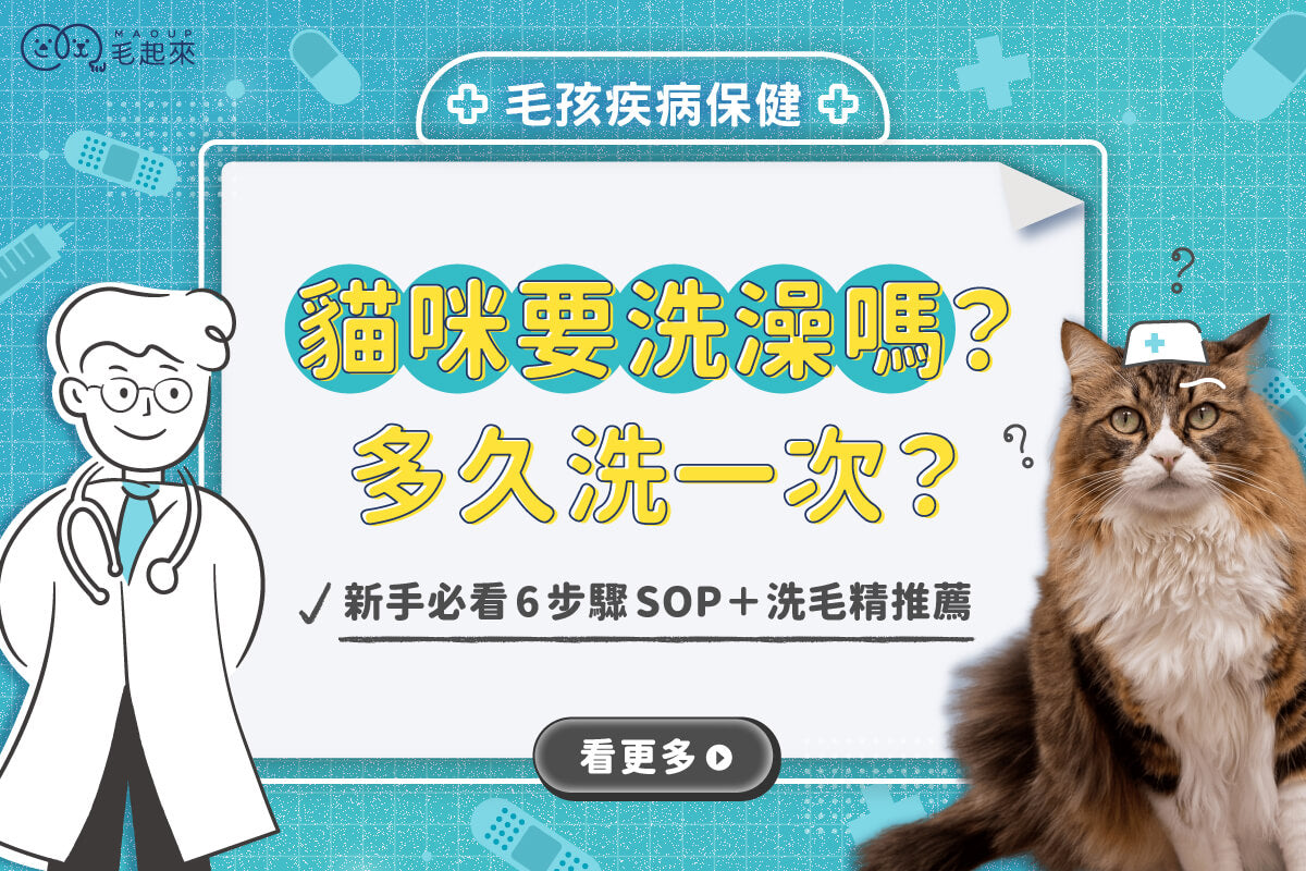 貓咪需要洗澡嗎？多久洗一次？新手必看6步驟SOP＋洗毛精推薦