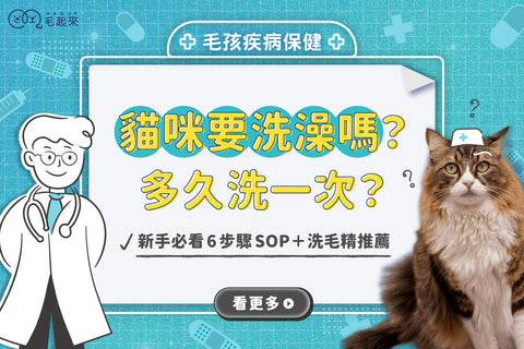貓咪需要洗澡嗎？多久洗一次？新手必看6步驟SOP＋洗毛精推薦