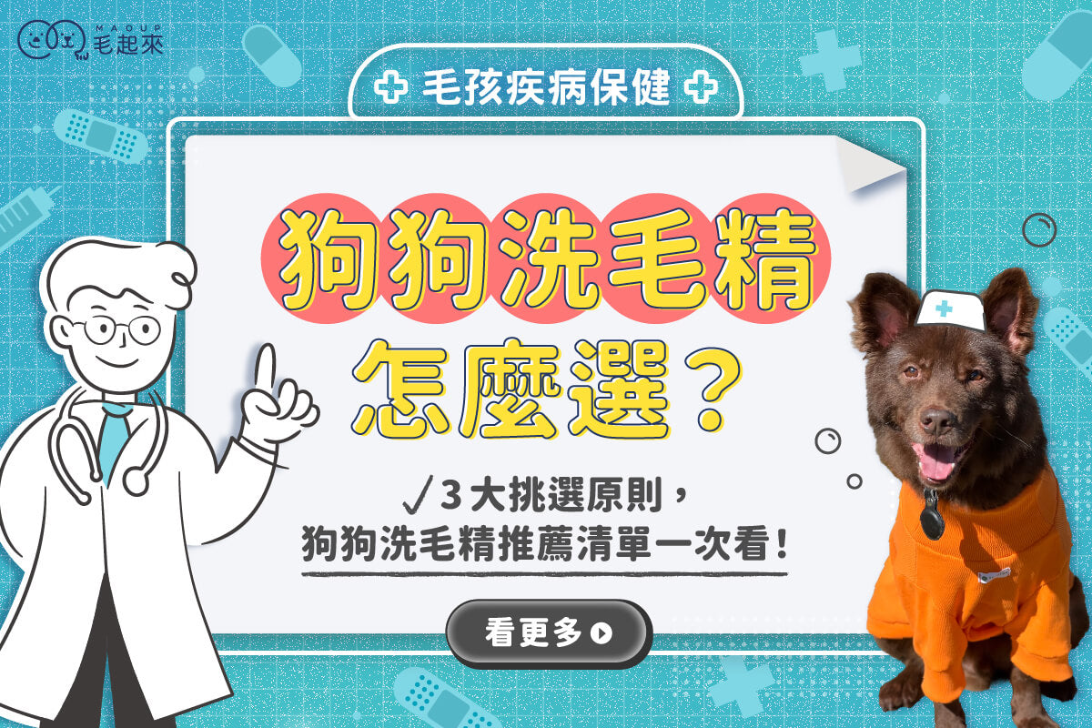 狗狗洗毛精怎麼選？3大挑選原則，狗狗洗毛精推薦清單一次看！