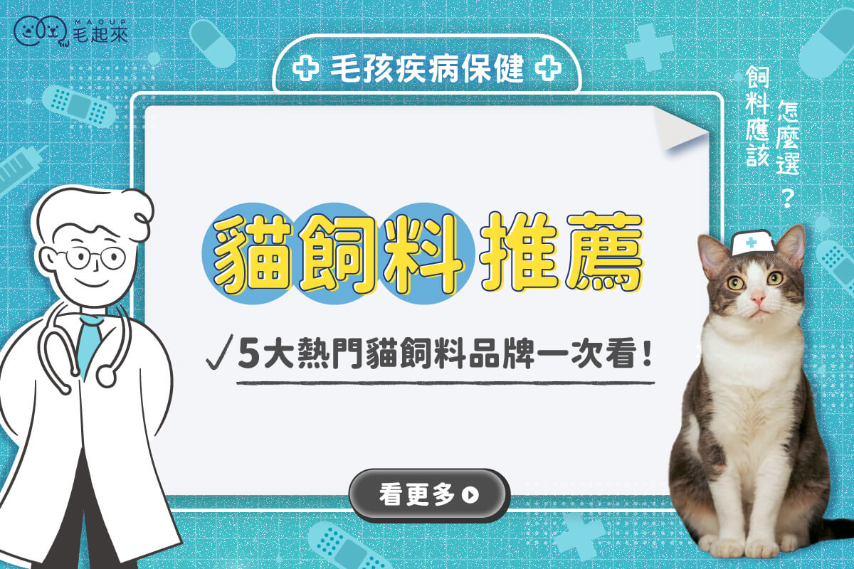 貓飼料怎麼挑？Dcard、Ptt網友精選[貓飼料推薦]品牌！
