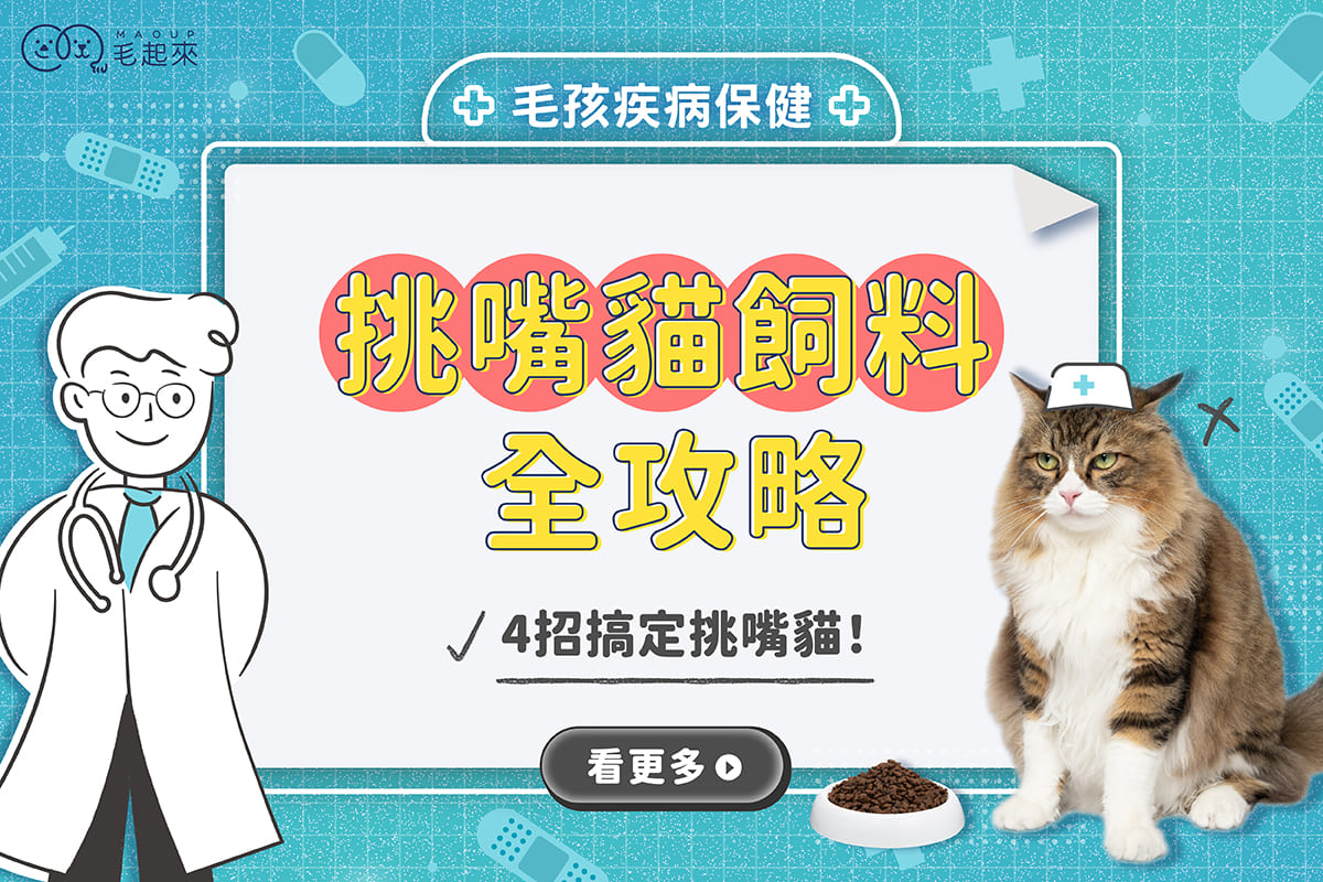 挑嘴貓飼料全攻略：貓飼料推薦，4招搞定挑嘴貓！