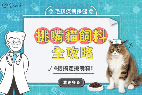 挑嘴貓飼料全攻略：貓飼料推薦，4招搞定挑嘴貓！