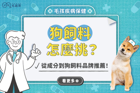 狗飼料推薦｜狗飼料怎麼挑？從成分到[狗飼料品牌]推薦！