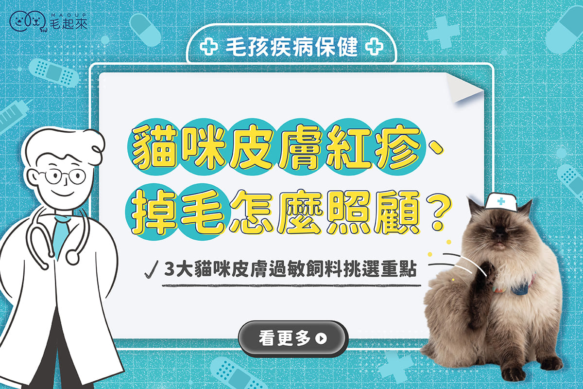 貓咪皮膚紅疹、掉毛怎麼照顧？3大貓咪皮膚過敏飼料挑選重點