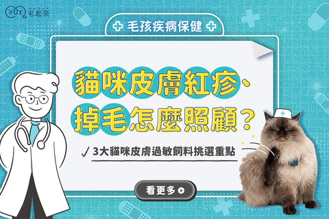 貓咪皮膚紅疹、掉毛怎麼照顧？3大貓咪皮膚過敏飼料挑選重點