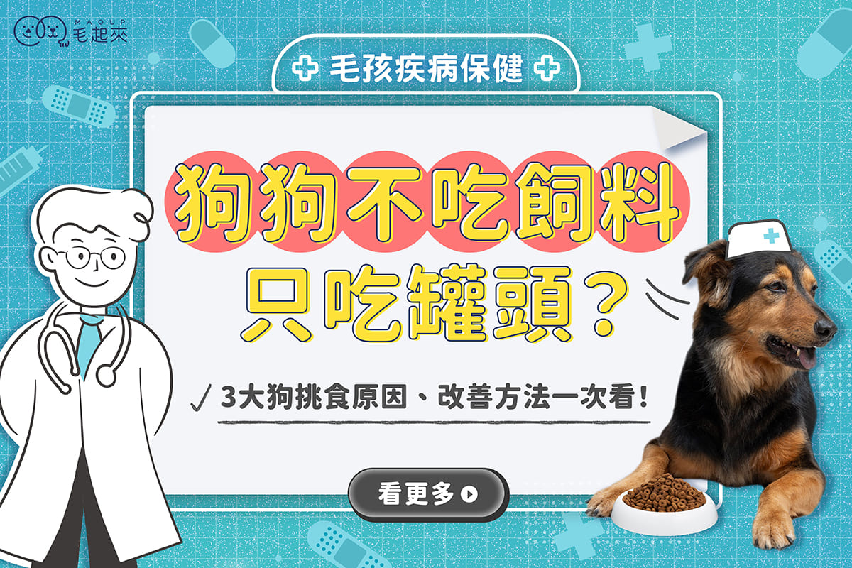 狗狗不吃飼料只吃罐頭？3大狗挑食原因、改善方法一次看！