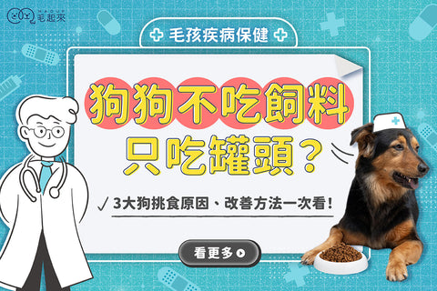 狗狗不吃飼料只吃罐頭？3大狗挑食原因、改善方法一次看！