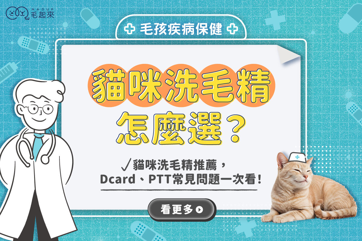 貓咪洗毛精怎麼選？貓咪洗毛精推薦，Dcard、PTT常見問題一次看！