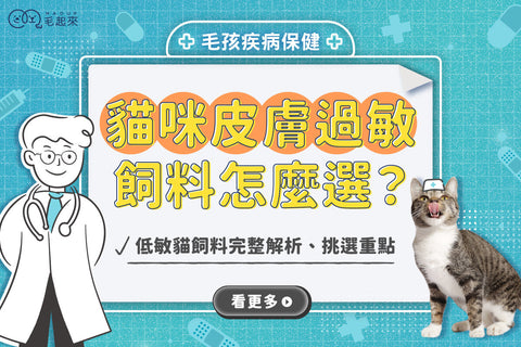 貓咪皮膚過敏飼料怎麼選？低敏貓飼料完整解析、挑選重點