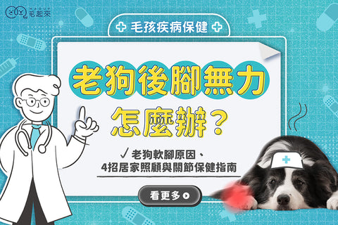 老狗後腳無力怎麼辦？老狗軟腳原因、4招居家照顧與關節保健指南