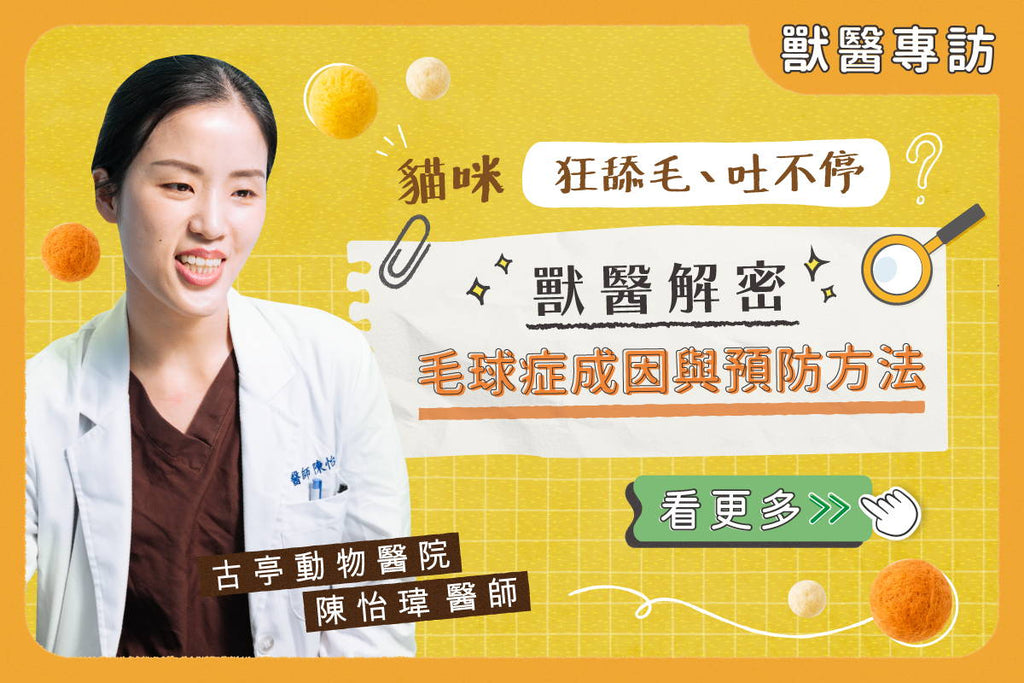 貓咪吐毛怎麼辦？獸醫帶你認識毛球症成因、常見症狀與預防方法！