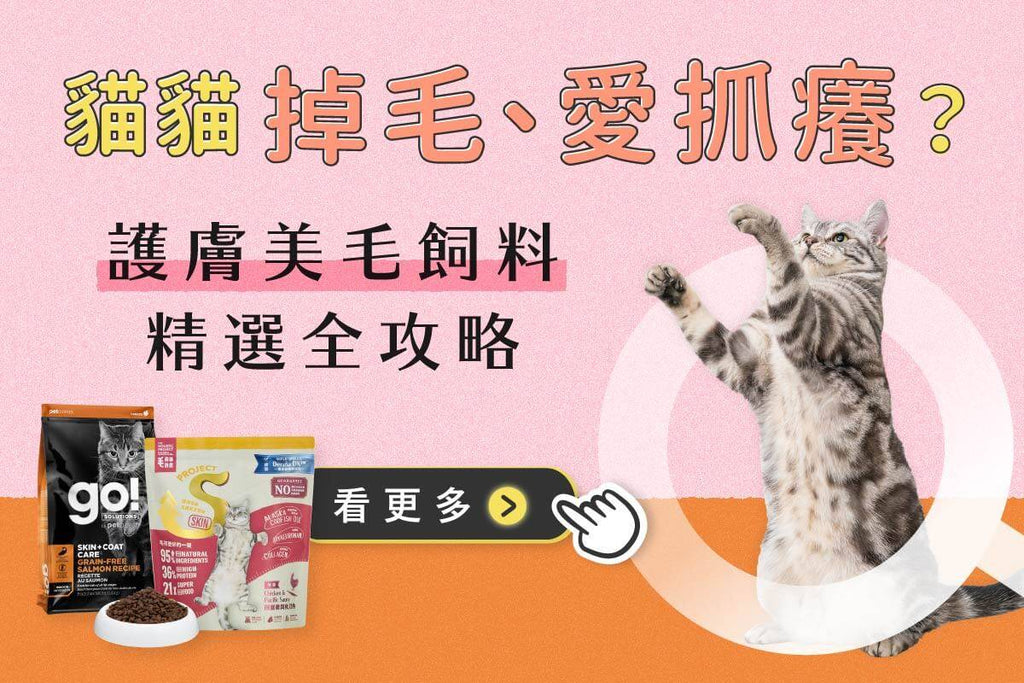 貓咪皮膚保健飼料推薦！3款美毛飼料評比