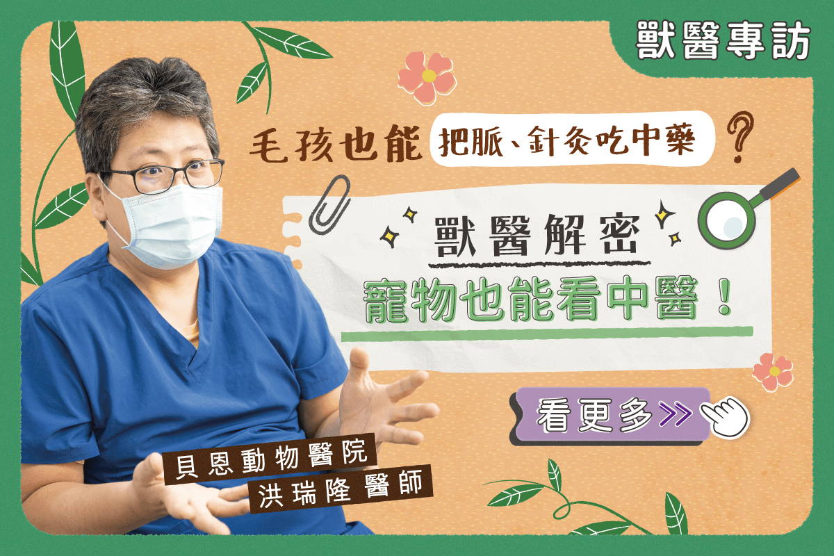 把脈、針灸通通行？帶你認識寵物中醫！