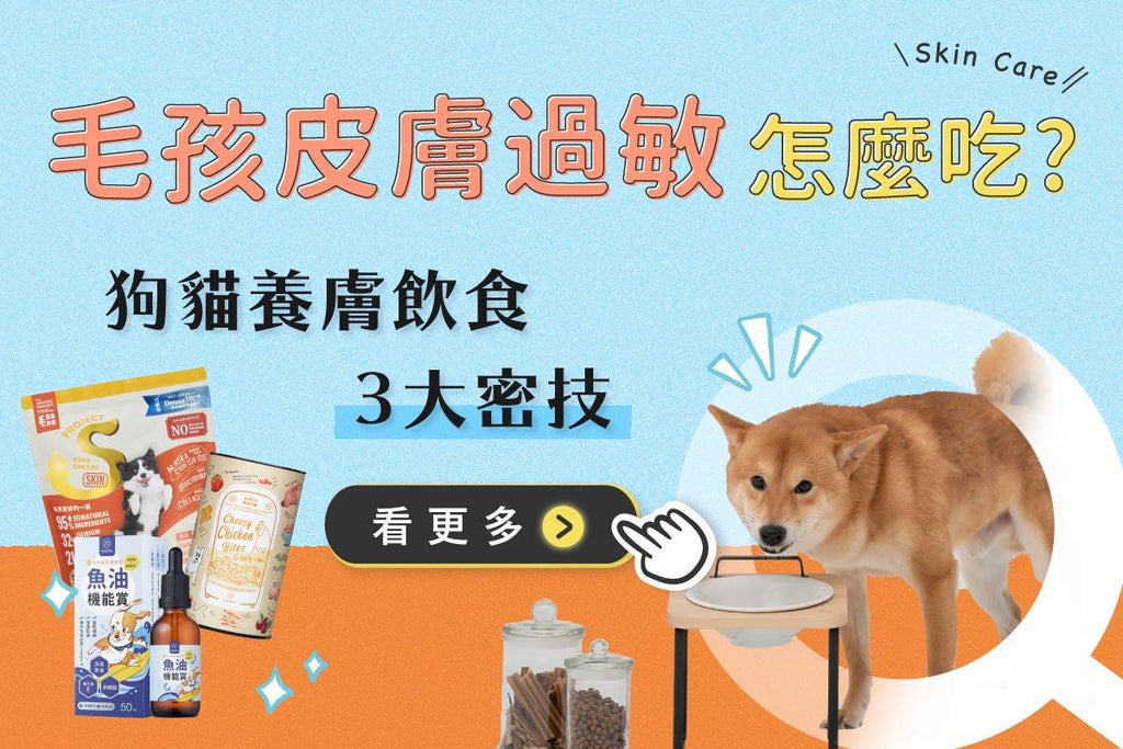 犬貓皮膚過敏吃什麼才好？推薦健康美膚飲食法