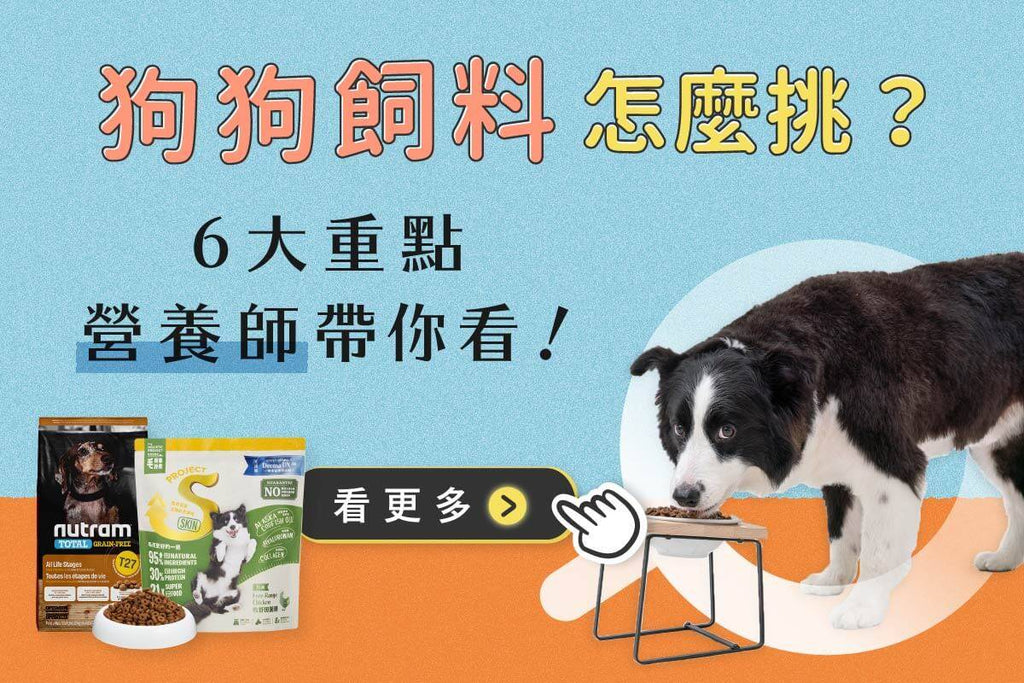 狗狗飼料怎麼挑？6大重點營養師帶你看！