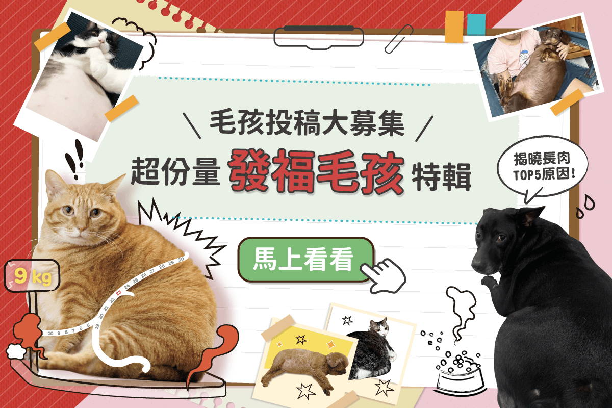 【毛孩投稿大募集】 阿嬤養的！？超份量毛孩特輯