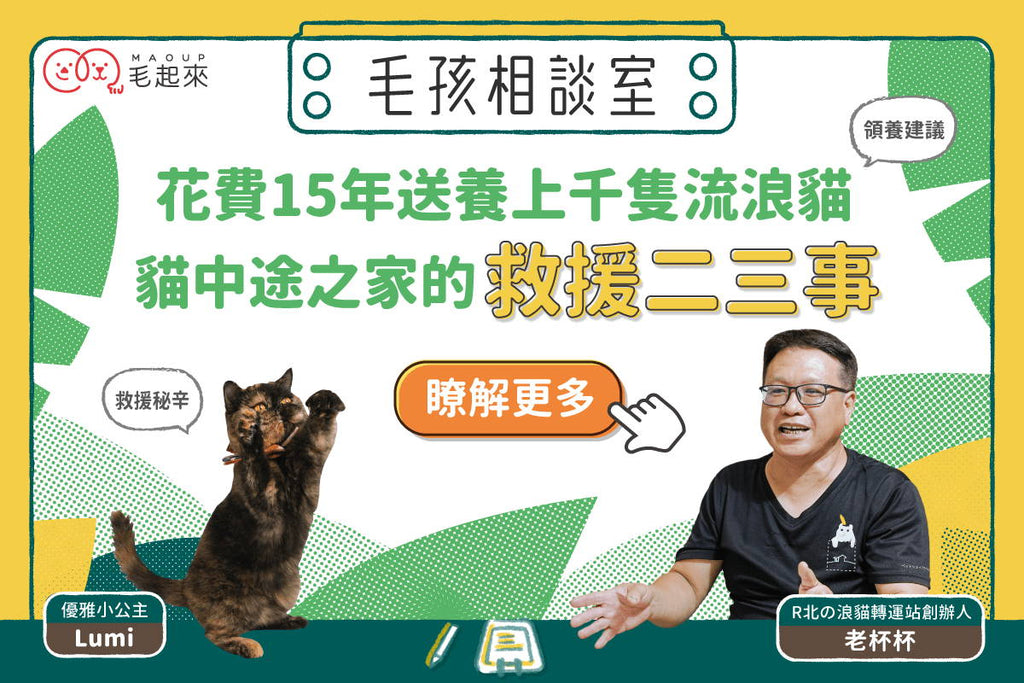 花費15年送養上千隻浪貓！貓中途之家的救援二三事！