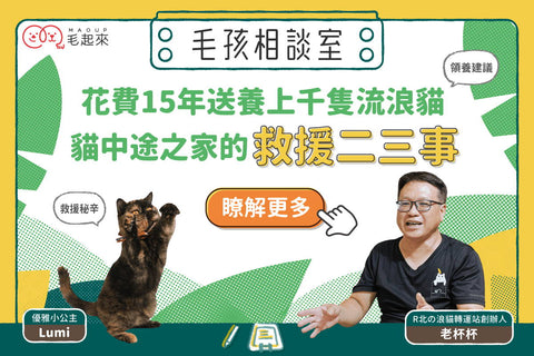花費15年送養上千隻浪貓！貓中途之家的救援二三事！
