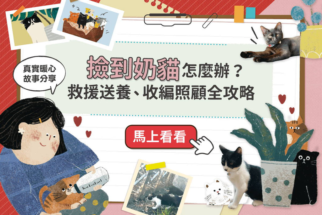 撿到奶貓怎麼辦？救援送養、收編照顧全攻略！