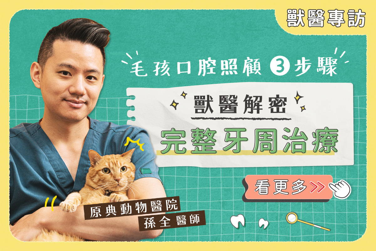 口腔照顧３撇步，獸醫解密完整牙周治療！