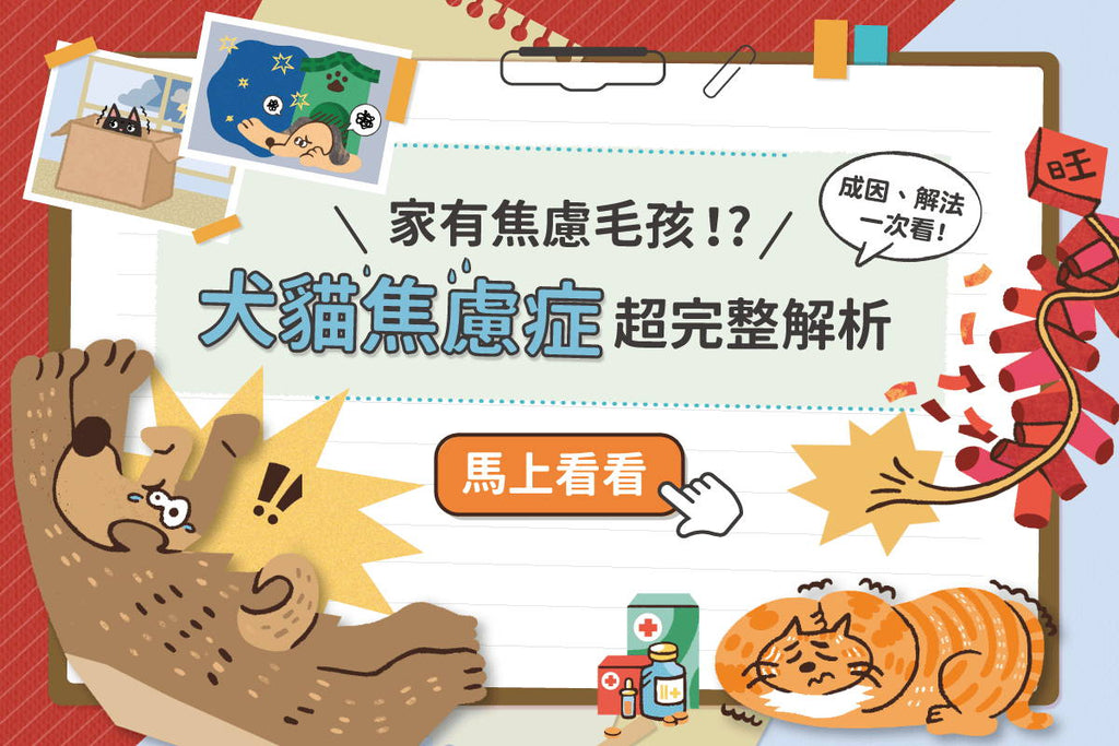 毛孩也會犯焦慮？！4步驟帶你了解狗貓焦慮症