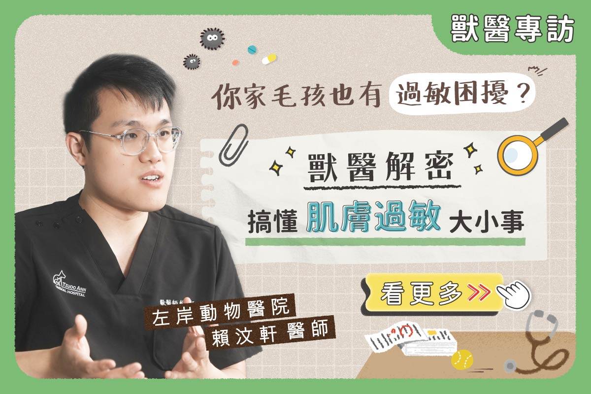 你家毛孩也有過敏困擾？獸醫幫你破解照顧迷思