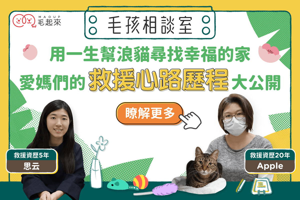 用一生幫浪貓尋找幸福的家！愛媽們的救援心路歷程大公開！