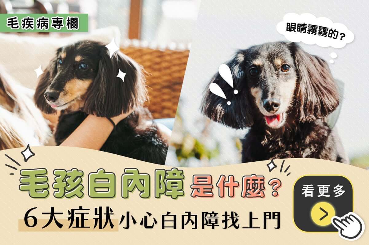 白內障專題（一）毛孩白內障是什麼？ 6大症狀小心白內障找上門