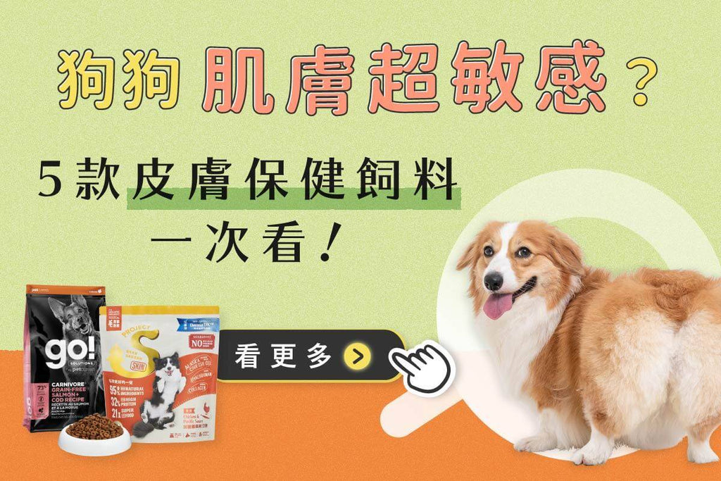 狗狗皮膚保健飼料推薦！4款美毛乾乾分析推薦