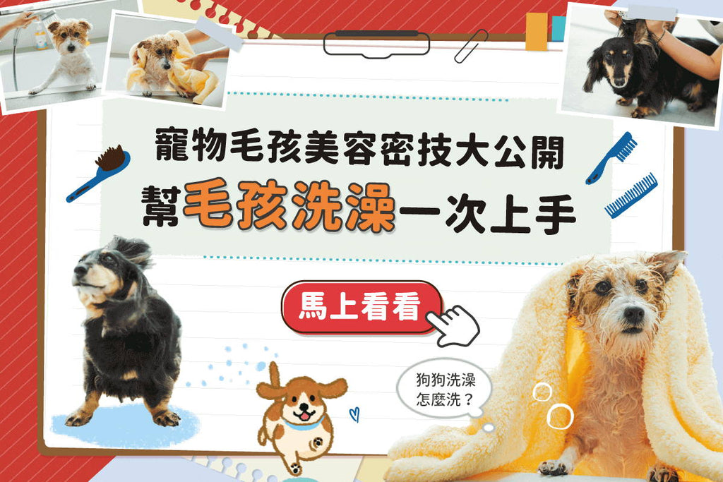 幫狗狗洗澡超簡單！寵物美容達人分享４個小密技一次看