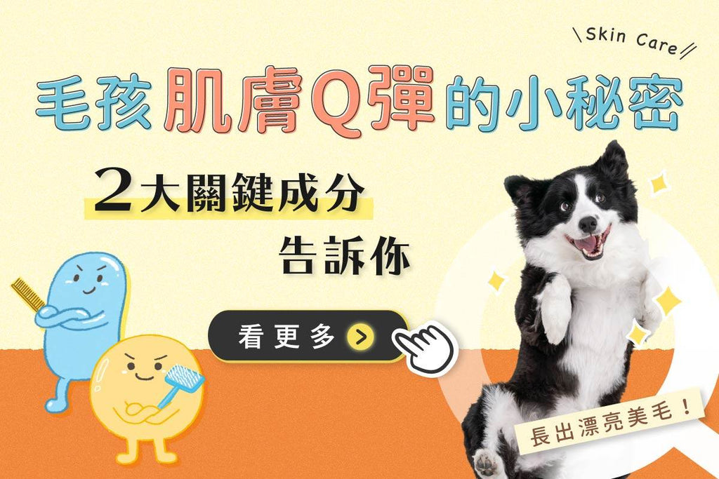 犬貓皮膚保健品推薦２大關鍵成分！毛孩肌膚Q彈秘密