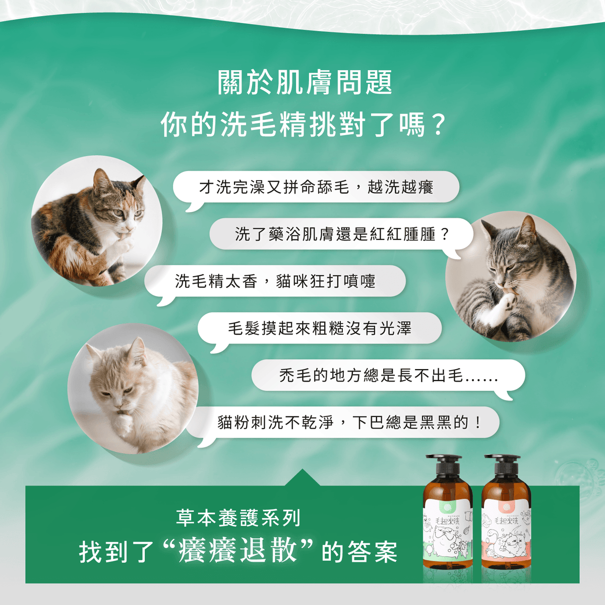 【毛起來】草本養護│癢癢退散洗毛精-貓貓專用