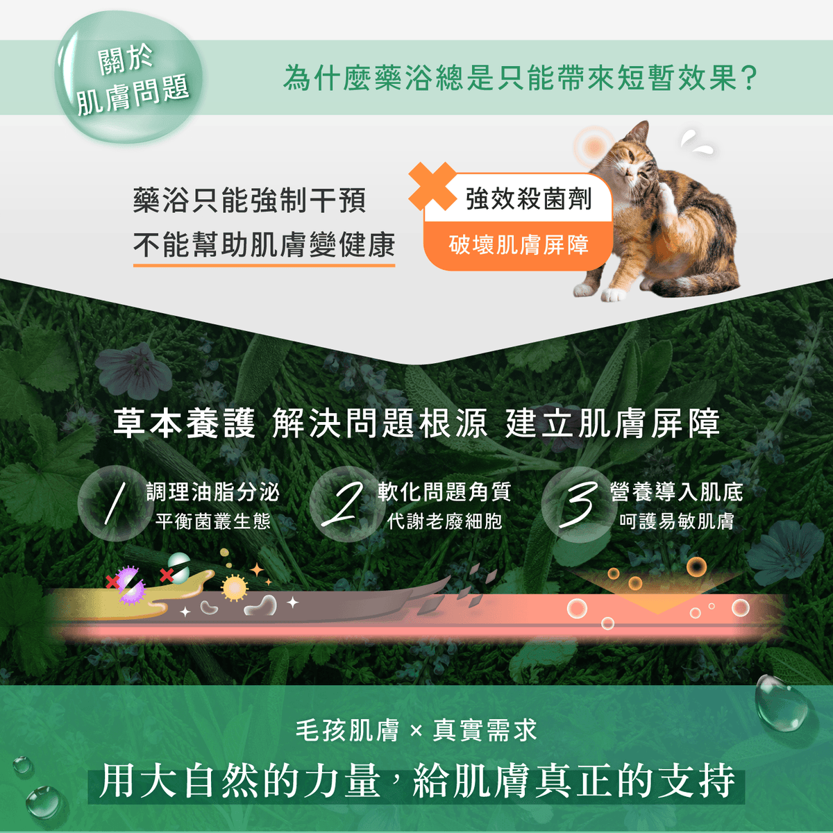 【毛起來】草本養護│癢癢退散洗毛精-貓貓專用