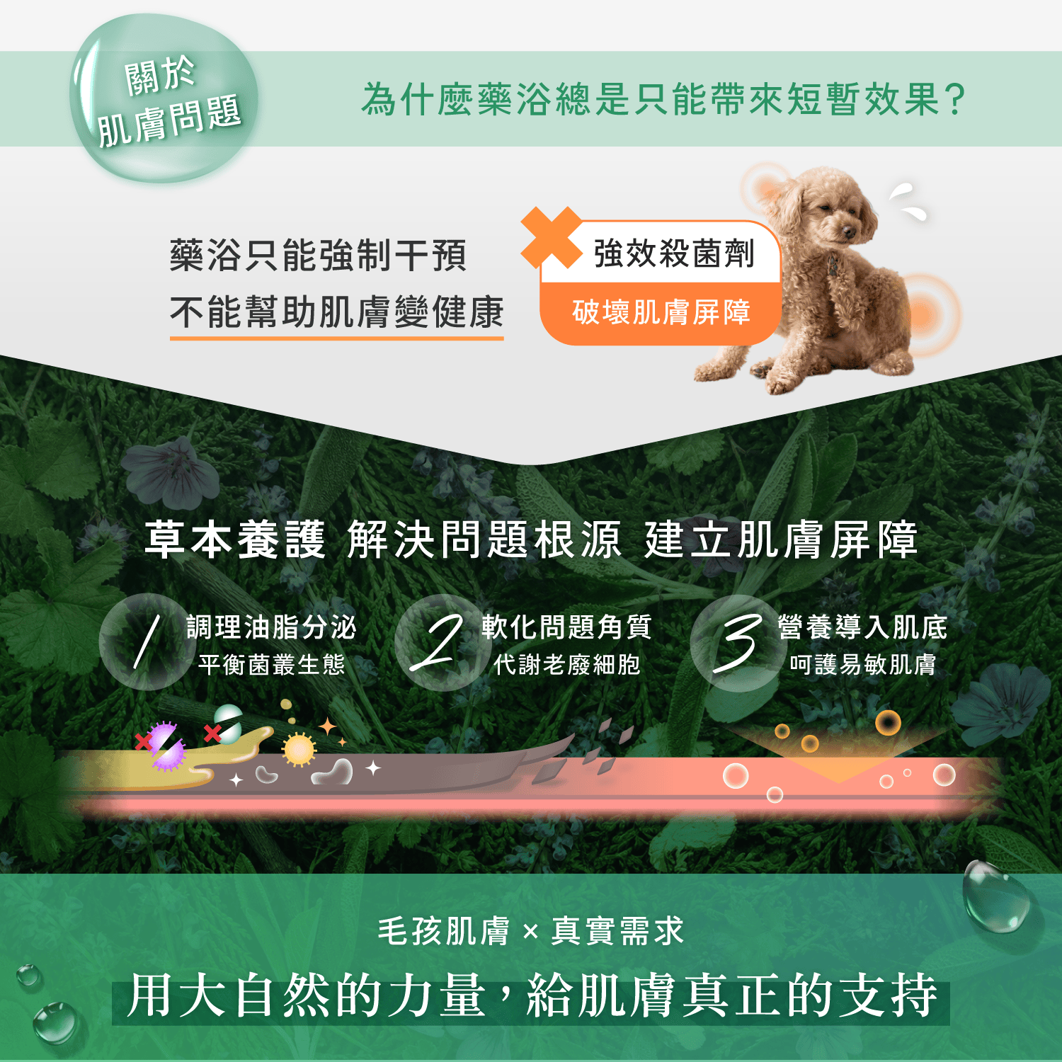 【毛起來】草本養護│癢癢退散洗毛精-汪汪專用