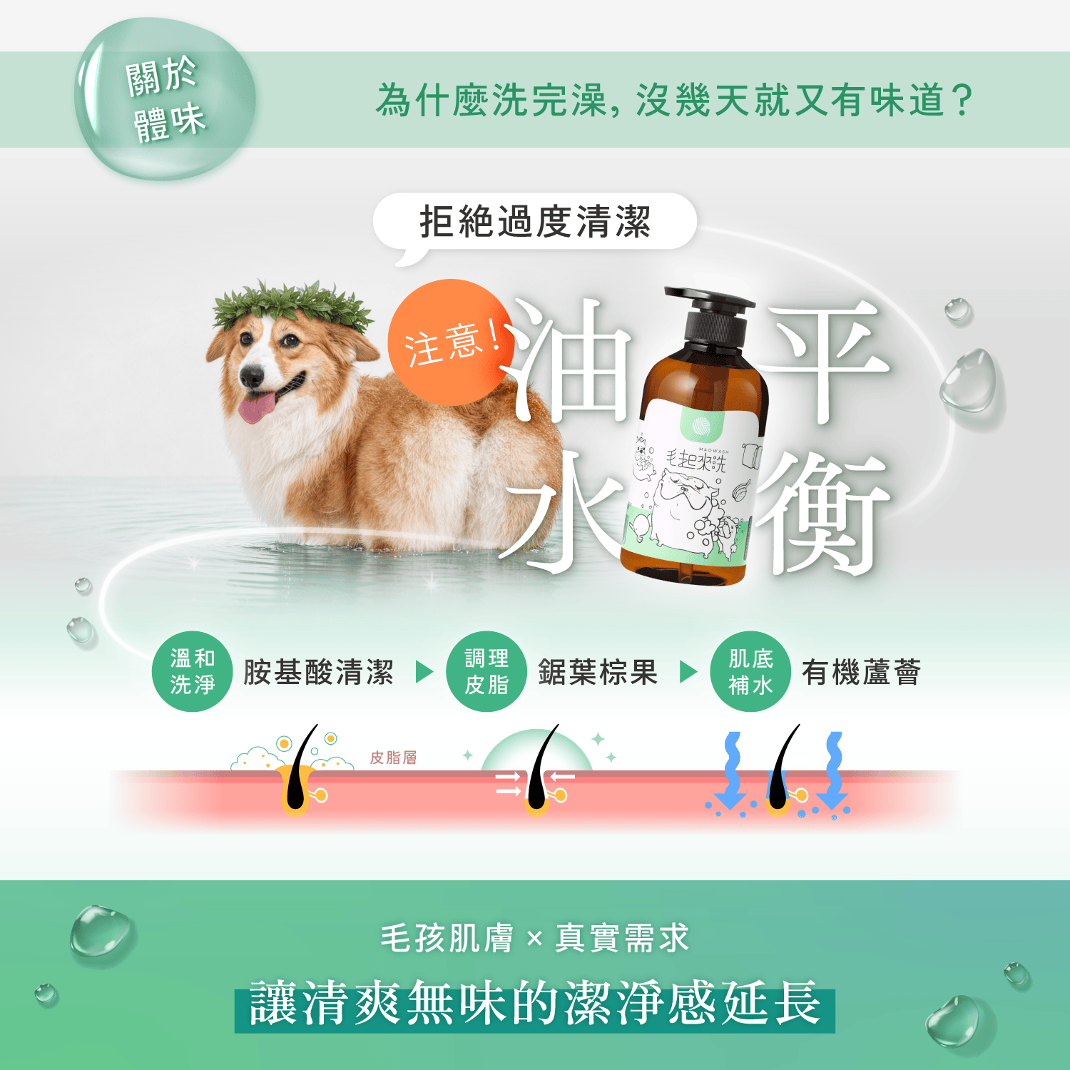 【毛起來】草本養護│癢癢退散洗毛精-汪汪專用