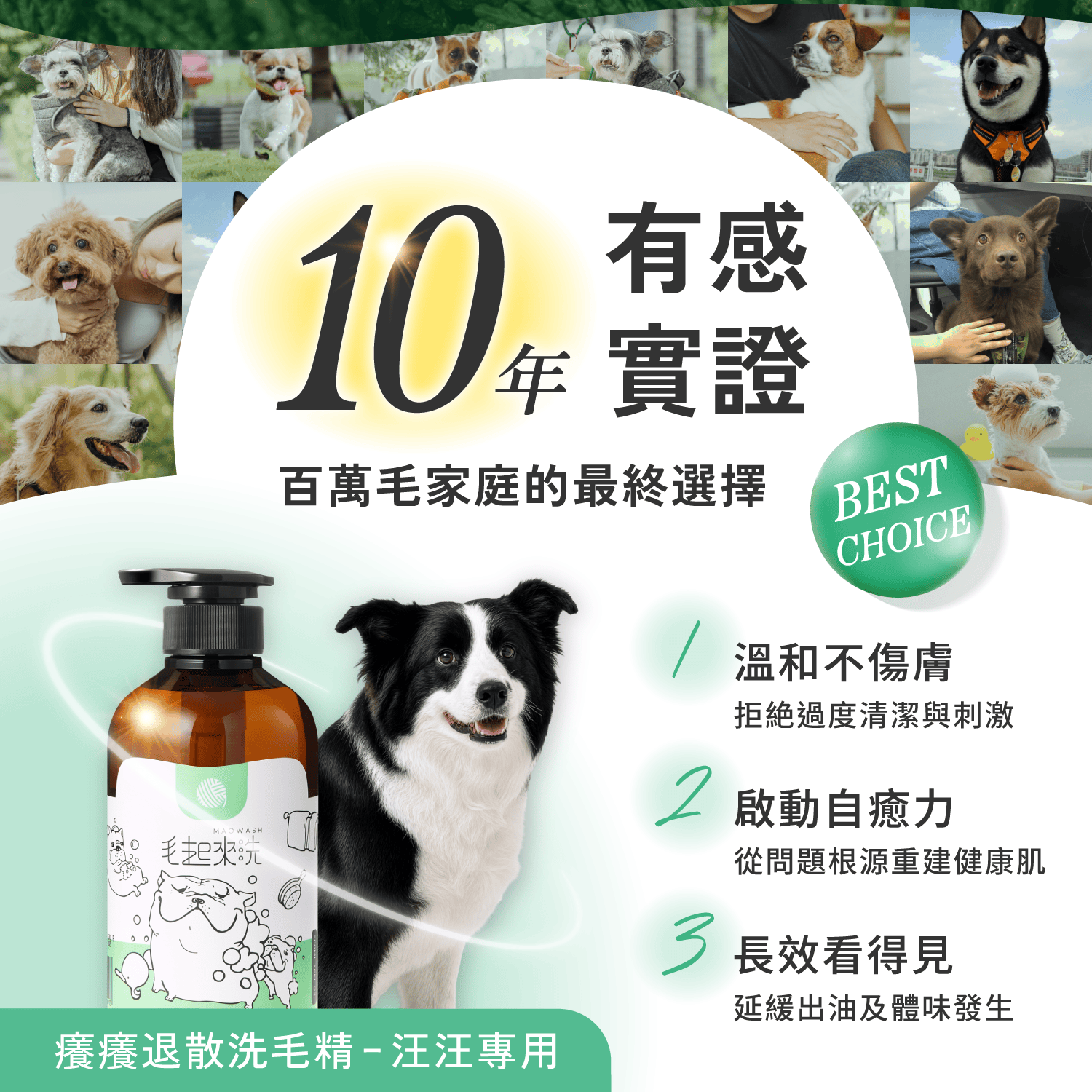 【毛起來】草本養護│癢癢退散洗毛精-汪汪專用