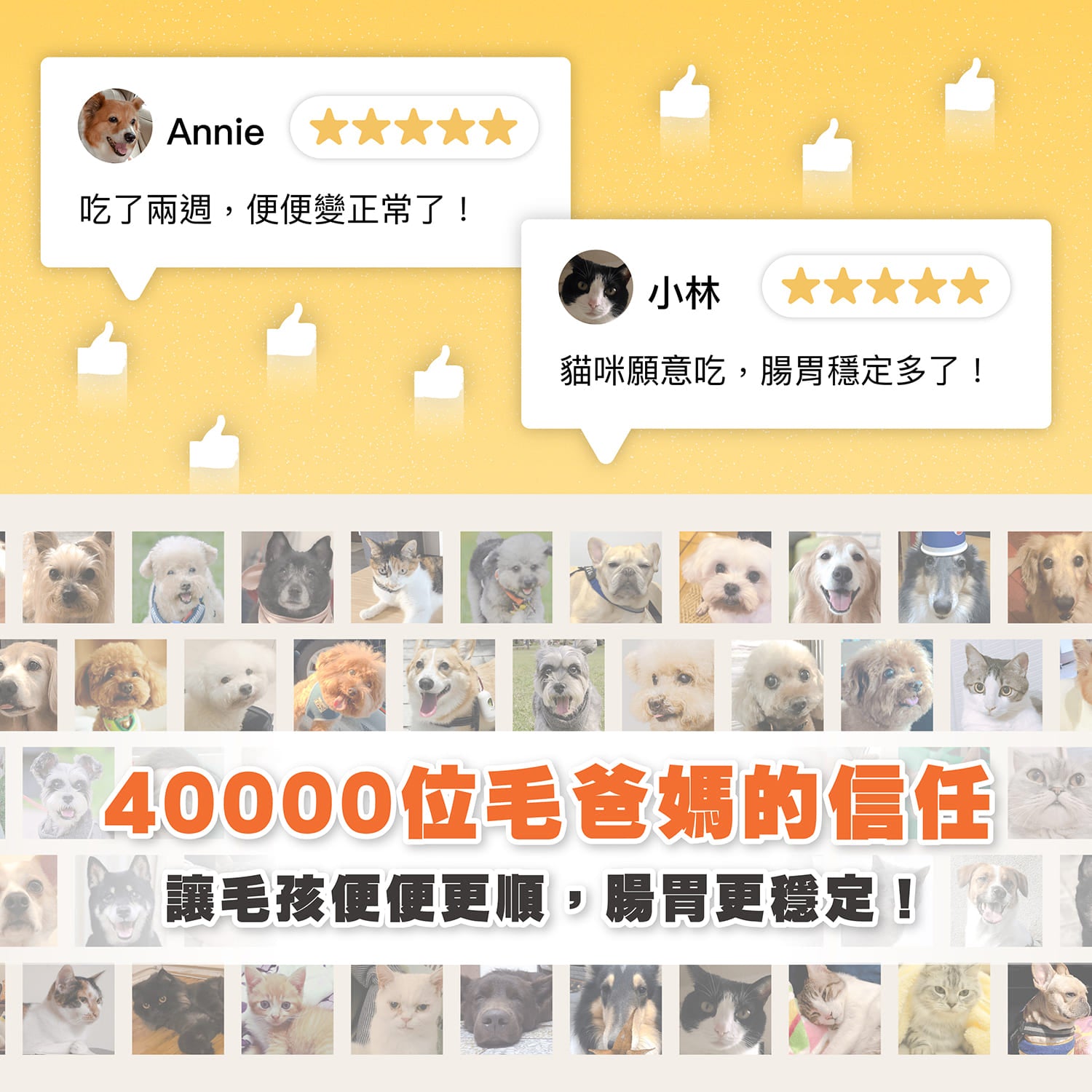 【毛起來】毛孩每日健康賞│AB益生菌好腸胃賞