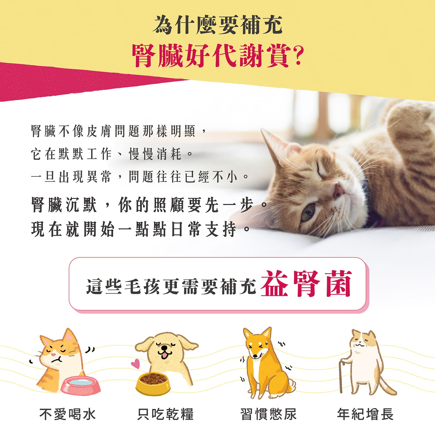 【毛起來】毛孩每日健康賞│腎臟好代謝賞