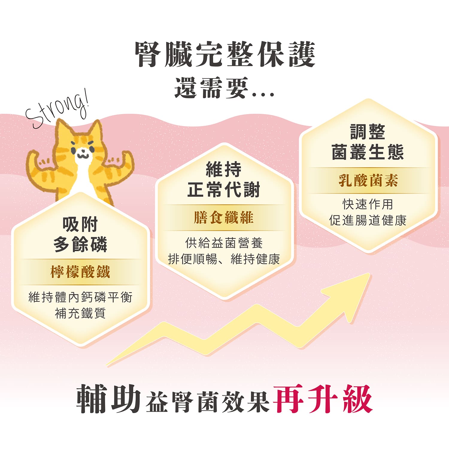 【毛起來】毛孩每日健康賞│腎臟好代謝賞