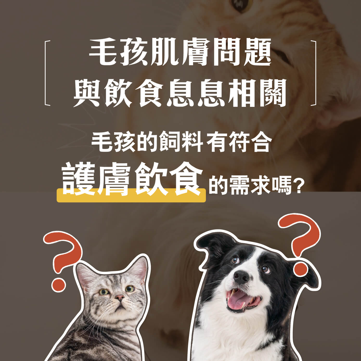 【毛起來】護膚低敏鮮肉主食罐｜貓用