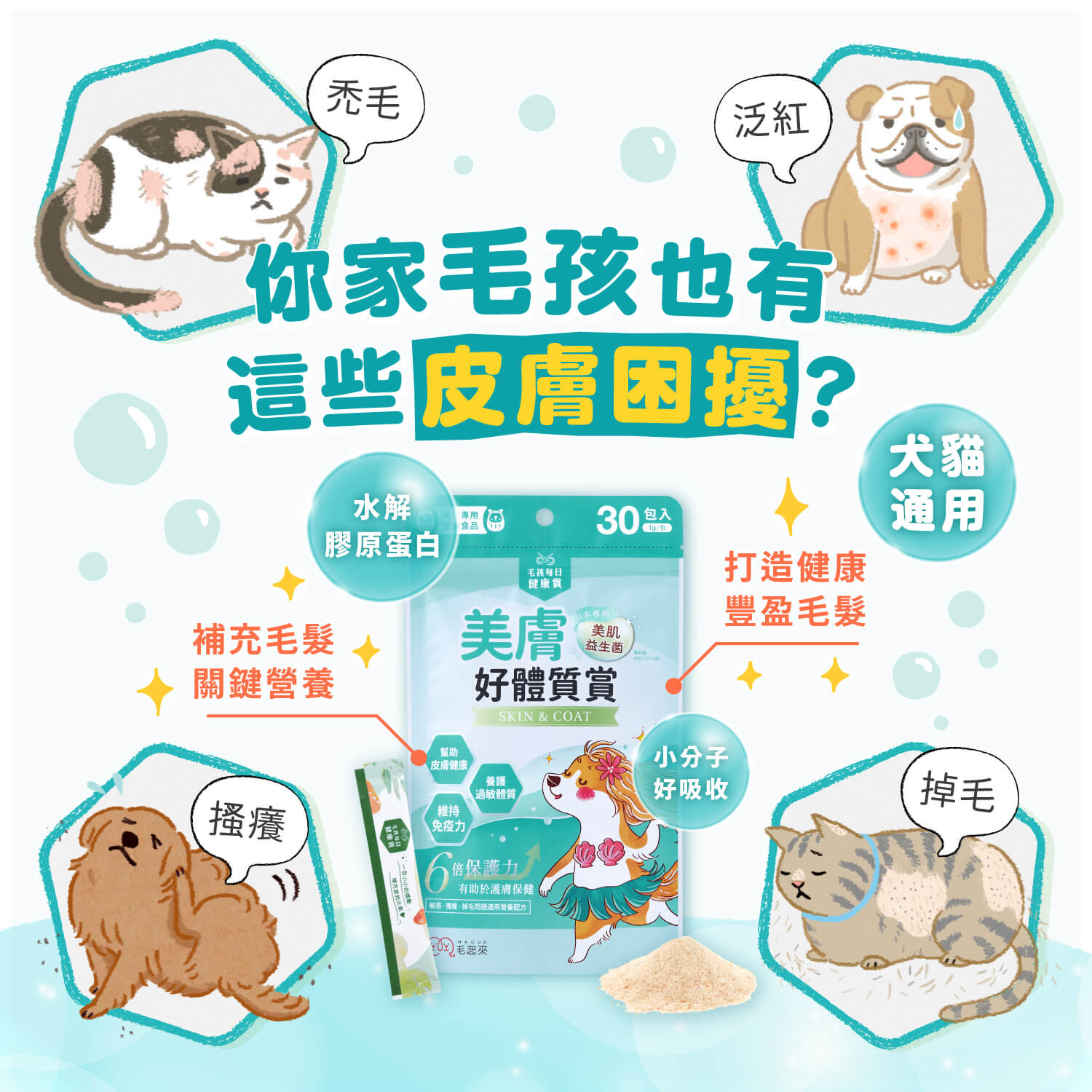 【毛起來】毛孩每日健康賞│美膚好體質賞