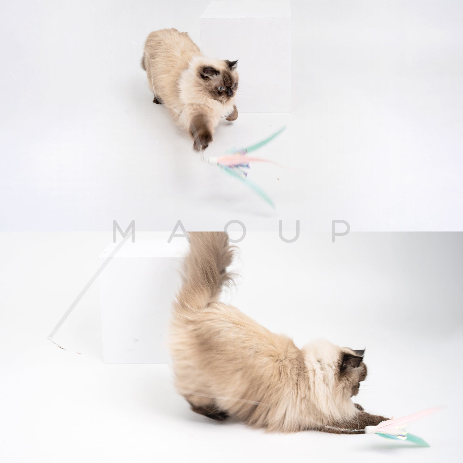 【Zooahpet】逗貓玩具│炫彩羽毛流星